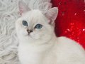 Shorthair güzel kızlarım 