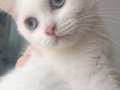 Kar beyaz Shorthair mavi gözlü kızım