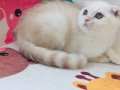 Scottish Fold Krem Gold 