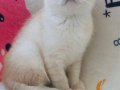 Scottish Fold Krem Gold 