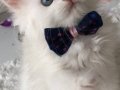 Kar Beyaz Longhair Bebeklerim 