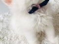 Kar Beyaz Longhair Bebeklerim 