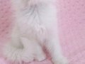 Kar beyaz longhair bebeklerim 