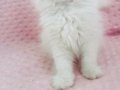 Kar beyaz longhair bebeklerim 