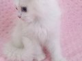 Kar beyaz longhair bebeklerim 