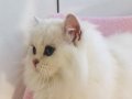 Silver point longhair dişi
