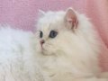 Silver point longhair dişi