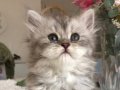 Silver Tabby longhair dişi