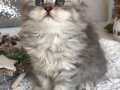 Silver Tabby longhair dişi