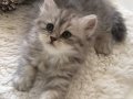 Silver Tabby longhair dişi