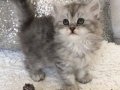 Silver Tabby longhair dişi