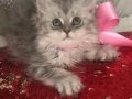 Silver Tabby longhair kız 