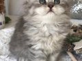 Silver Tabby longhair kız 