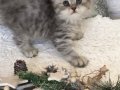 Silver Tabby longhair kız 