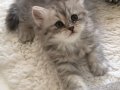 Silver Tabby longhair kız 
