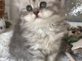 Silver Tabby longhair dişi