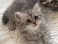 Silver Tabby longhair dişi