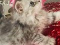 Silver Tabby longhair dişi