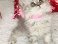 Silver Tabby longhair dişi
