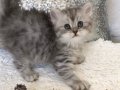 Silver Tabby longhair dişi