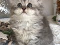 Silver Tabby longhair kız