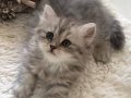 Silver Tabby longhair kız