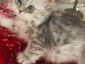 Silver Tabby longhair kız