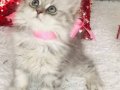 Silver Tabby longhair kız