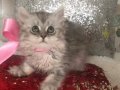 Silver Tabby longhair kız