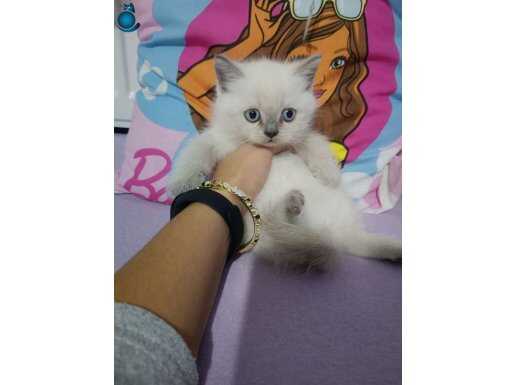 Bluepoint bebekler yeni yuvalarına hazır