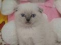 Blue point ve gri yavrular 