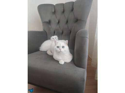 Orjinal Rus scottish fold