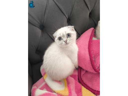 Özel gözlü scottish yavrular