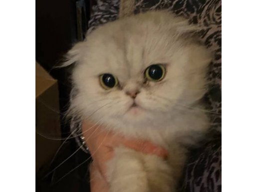 Scottish Fold Longhair Safkan Dişi