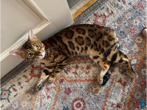 Muhtesem bengal kedisi