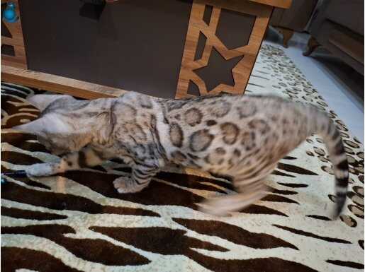 Full secereli bengal yavrusu