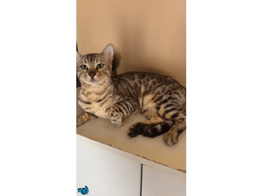 1 yaşında Silver Bengal 