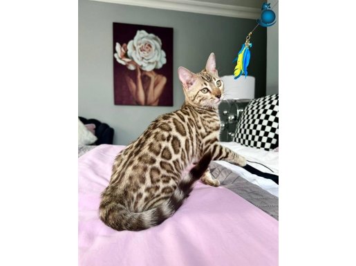 Full şecereli Snow Bengal 