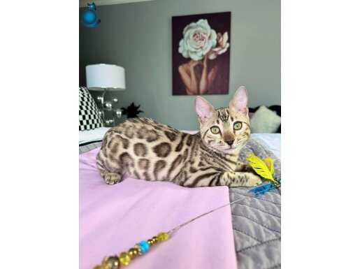 Full seçereli snow bengal dişi