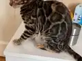 Vahşi Desenli Safkan Dişi Bengal Yavrusu