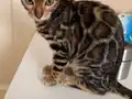 Vahşi Desenli Safkan Dişi Bengal Yavrusu
