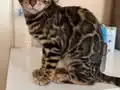 Vahşi Desenli Safkan Dişi Bengal Yavrusu