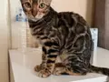 Vahşi Desenli Safkan Dişi Bengal Yavrusu