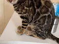 Vahşi Desenli Safkan Dişi Bengal Yavrusu