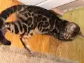 8 aylık erkek bengal kedisi