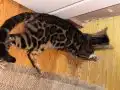 8 aylık erkek bengal kedisi