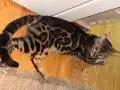 8 aylık erkek bengal kedisi