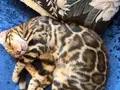 Full şecereli bengal yavrusu