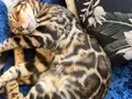 Full şecereli bengal yavrusu