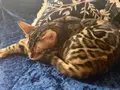 Full şecereli bengal yavrusu